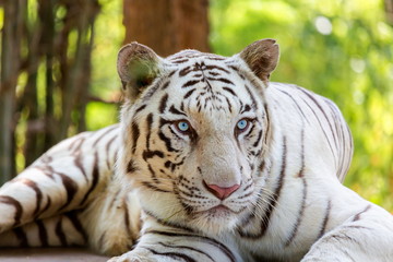 Obraz premium Biały tygrys jest wariantem pigmentacji tygrysa bengalskiego, który jest notowany na wolności w indyjskich stanach Assam, Bengal Zachodni i Bihar w regionie Sunderbans.