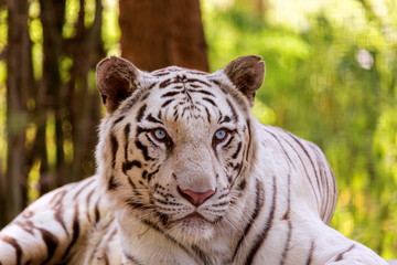Naklejka premium Biały tygrys jest wariantem pigmentacji tygrysa bengalskiego, który jest notowany na wolności od czasu do czasu w indyjskich stanach Assam, Bengal Zachodni i Bihar w regionie Sunderbans.