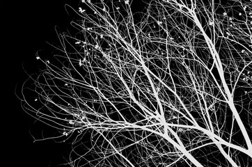 Nature autumn silhouette tree branch on sky abstract background.