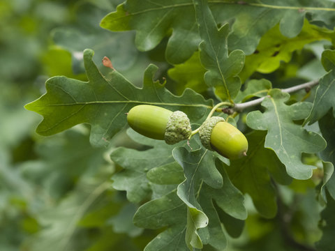 Riping green acorns and leaves on oak, quercus, close-up, selective focus, shallow DOF