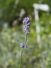 Fototapeta premium Lavender, Lavandula angustifolia, flowers on stem macro with bokeh background, selective focus, shallow DOF