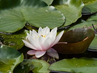 European White Waterlily, Water Rose or Nenuphar, Nymphaea alba, flower close-up, selective focus,...