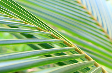 selective focus green leaf of palm tree background