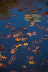 Fototapeta na wymiar 池に浮かぶ楓の葉
