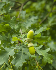 Obraz premium Riping green acorns and leaves on oak, quercus, close-up, selective focus, shallow DOF