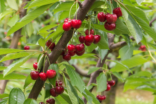 cherry tree branch with ripe red cherries