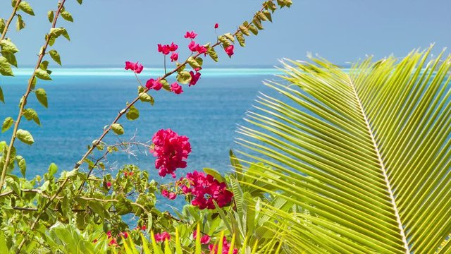 Tropical Flowers and Plants in South Pacific Island Setting with Focus Pulling to Ocean Water in Bora Bora
