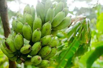 Branch on green banana on tree in nature background.