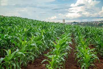 plantação de milho