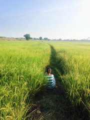 Green rice paddy fields with sky cloud sunrise.