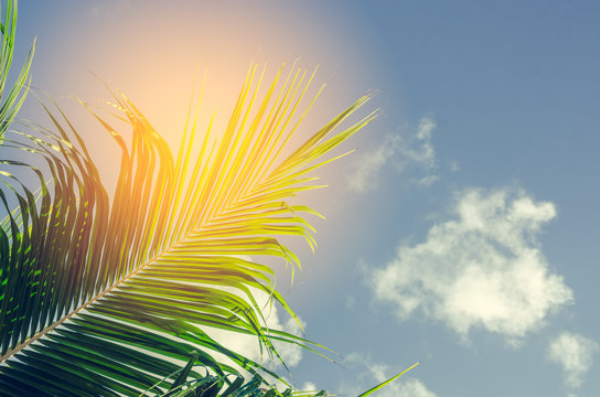 Copy space of green nature palm leaf branch on blue sky background.