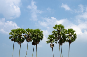 Copy space of tropical palm tree with sun light on sky background.