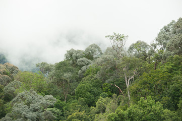 Obraz na płótnie Canvas tropical rainforest in Hala-Bala Wildlife Sanctuary of Thailand