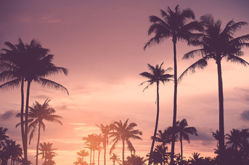 Obraz premium Copy space of tropical palm tree with sun light on sky background.