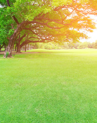 Big trees in the garden with green lawn