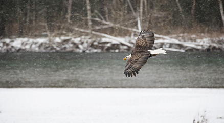 Obraz premium Wild American Bald Eagle in flight over the Skagit River in Wash