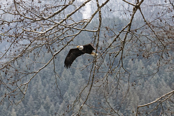 Wild American Bald Eagle in flight over the Skagit River in Wash