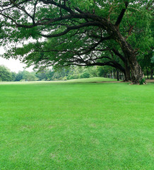 Fototapeta na wymiar Big trees in the garden with green lawn