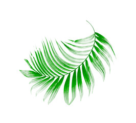 Green leaf of palm tree on white background