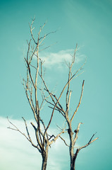 Dried nature silhouette tree branch on sky abstract background.