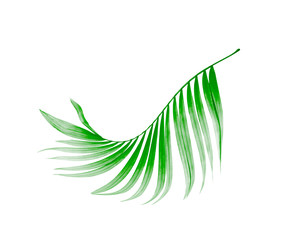 Green leaf of palm tree on white background