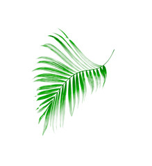 Green leaf of palm tree on white background