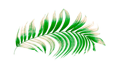 Green leaves of palm tree on white background