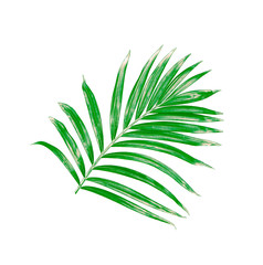 Green leaf of palm tree isolated on white background