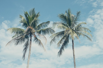 Fototapeta na wymiar Tropical palm tree with sun light on sky background.