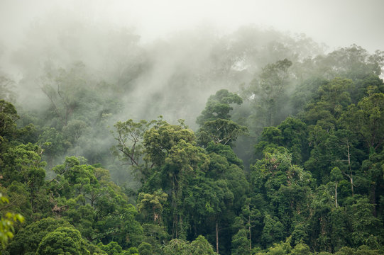 Fototapeta tropical rainforest in  Hala-Bala Wildlife Sanctuary of Thailand