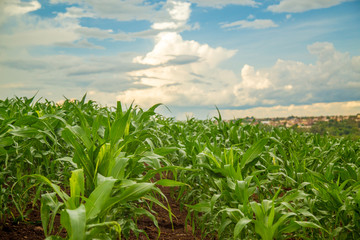 plantação de milho