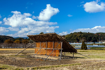 干し柿