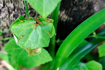 Ants nest with green leaf.