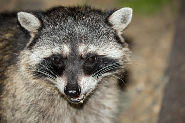 Naklejka na ściany i meble Raccoon (Procyon lotor) headshot. San Francisco, California, USA