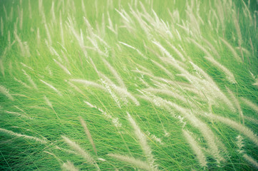 White grass flower with green leaf.