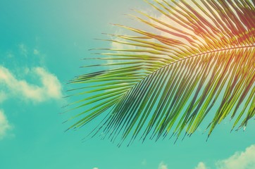 Fototapeta na wymiar Copy space of tropical palm leaf with sun light on blue sky background.