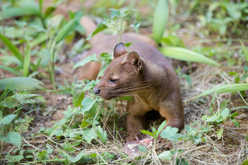 carnivorous mammal Fossa (Cryptoprocta ferox)