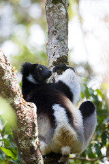 Black and white Lemur Indri