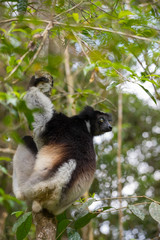 Black and white Lemur Indri