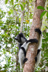 Black and white Lemur Indri