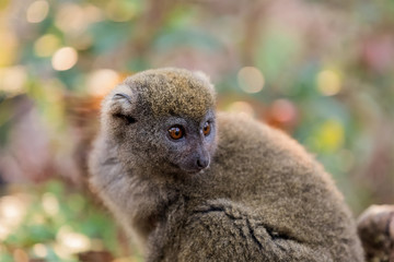 Eastern lesser bamboo lemur (Hapalemur griseus)
