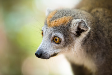 crowned lemur Ankarana National Park