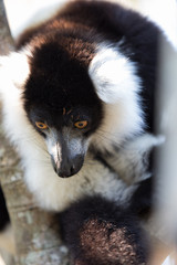 Naklejka premium Black-and-white ruffed lemur (Varecia variegata subcincta)