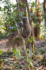Eastern lesser bamboo lemur (Hapalemur griseus)
