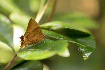 Obraz premium Orange buterfly in madagascar rainforest
