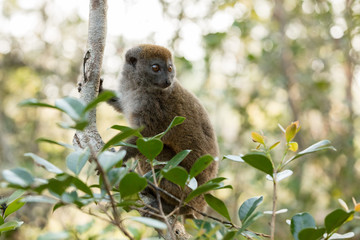 Fototapeta premium Eastern lesser bamboo lemur (Hapalemur griseus)