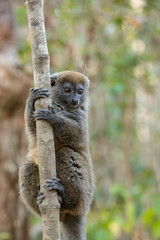 Eastern lesser bamboo lemur (Hapalemur griseus) © ArtushFoto
