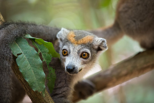 crowned lemur Ankarana National Park