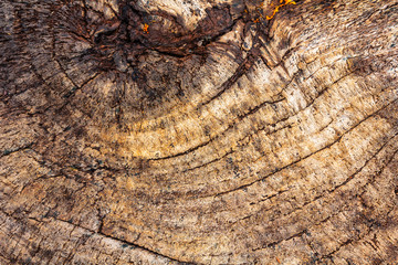 wooden swirls,tree rings
