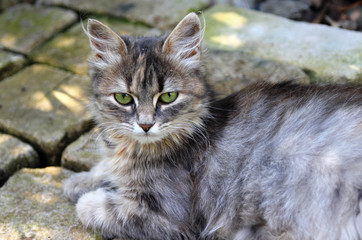 Furry gray cat in the summer garden.
